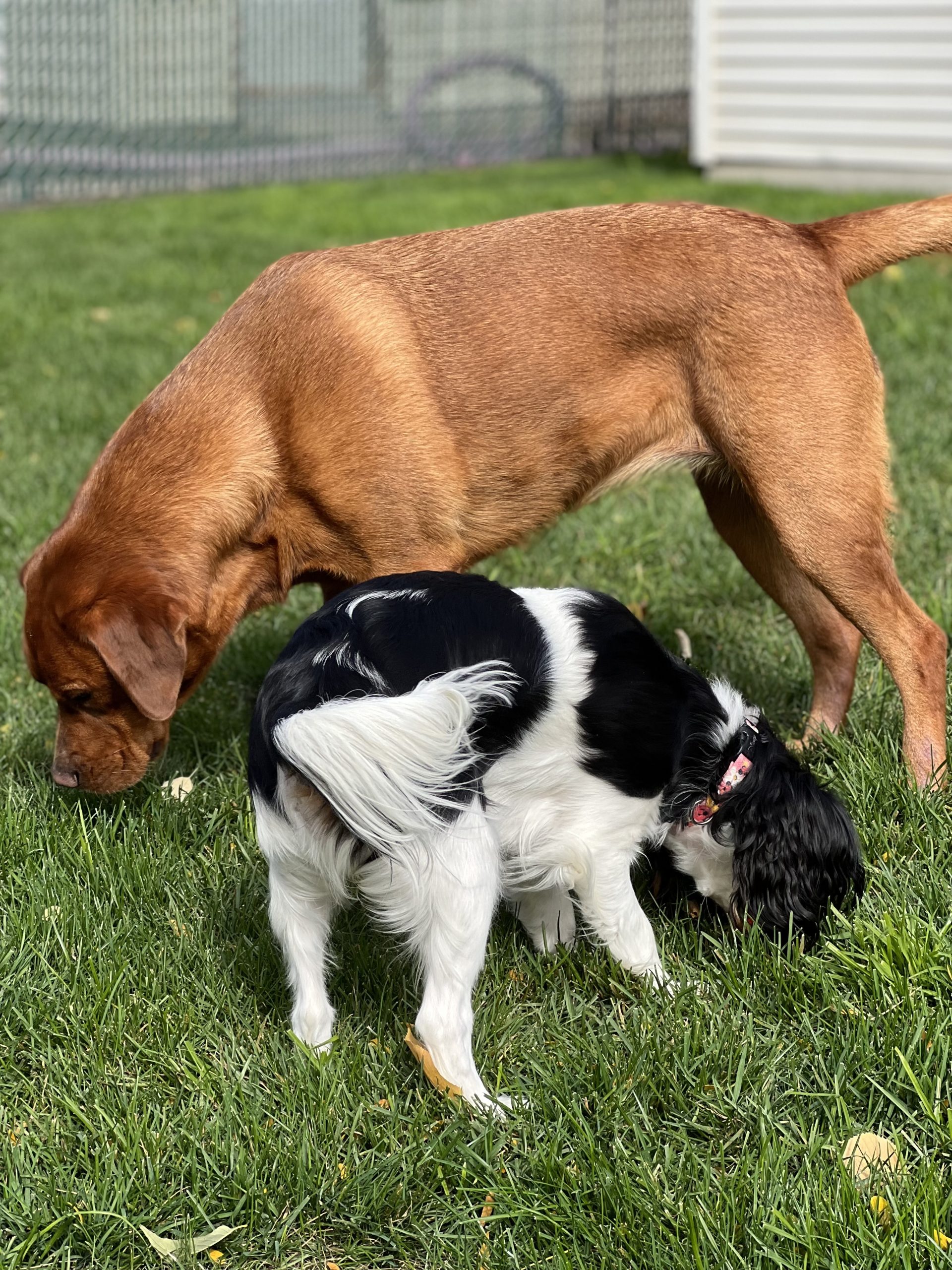 Canine Enrichment Activities to Keep Your Dog Mentally Stimulated
