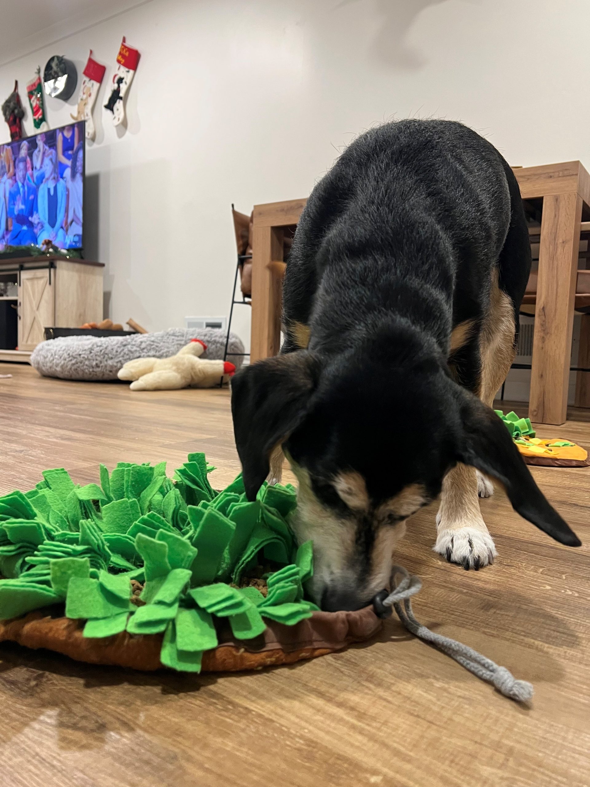 The Winter Time Blues – Indoor Dog Enrichment Ideas
